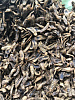 картинка мелкие личинки мух &quot;Черная львинка&quot; (Hermetia illucens) от магазина товаров для экзотических животных